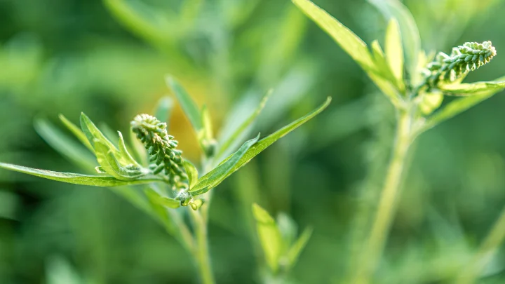 Начался особый период. Врачи советуют быть осторожнее. Это растение не знает пощады