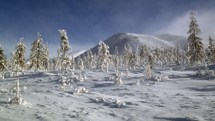 Неприличная жара: Вильфанд объяснил аномальную погоду в Сибири в конце января