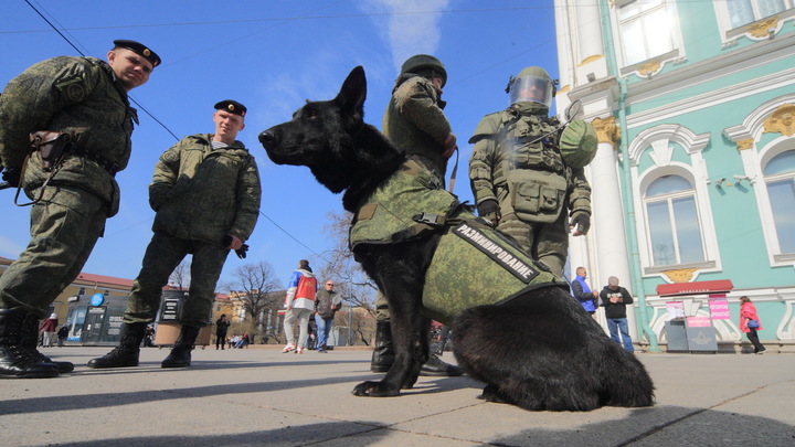 Служебный пес Грей обнаружил на Запорожье схрон с боеприпасами