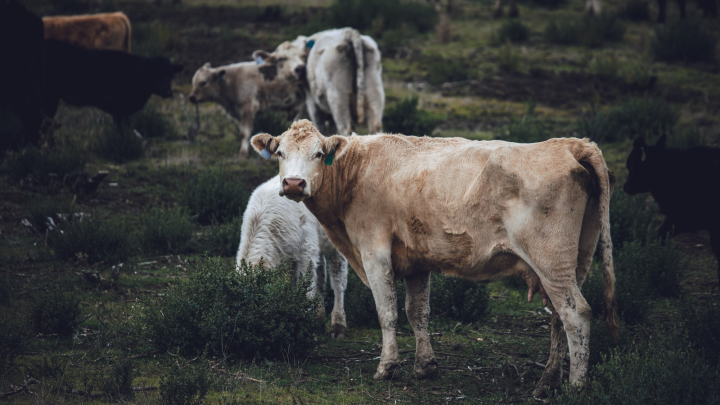 Секретное заболевание или циничный расчёт: В Пензенской области туши заражённого скота валялись неделю