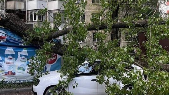 В Ростове-на-Дону рухнувшее дерево травмировало женщину и повредило пять автомобилей