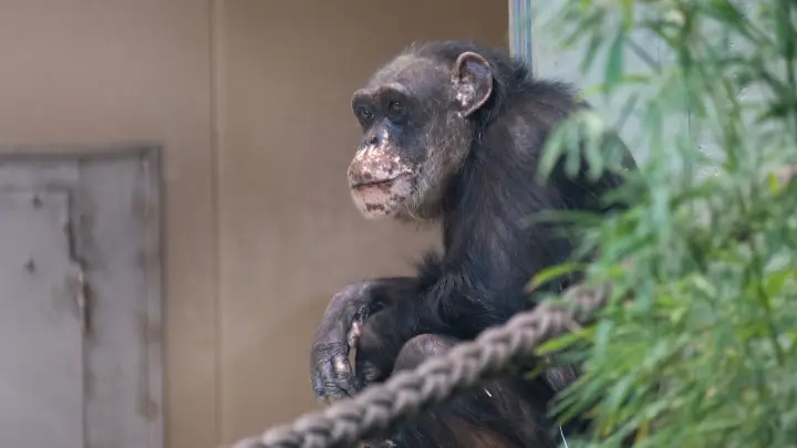 В США сбежали заражённые обезьяны: сценарий фильма ужасов в реальной жизни