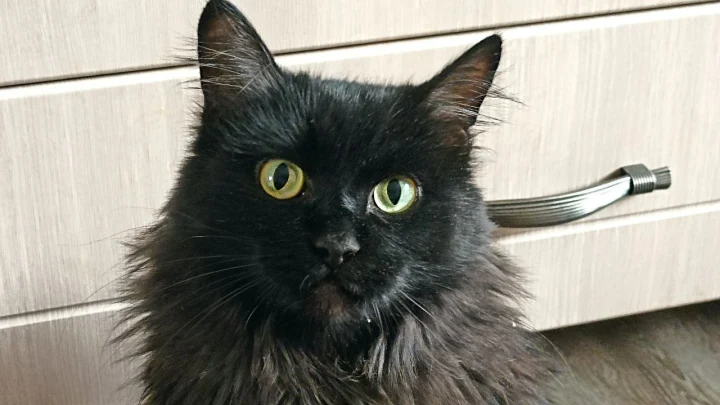 Священник раскрыл, можно ли молиться в церкви за домашних животных