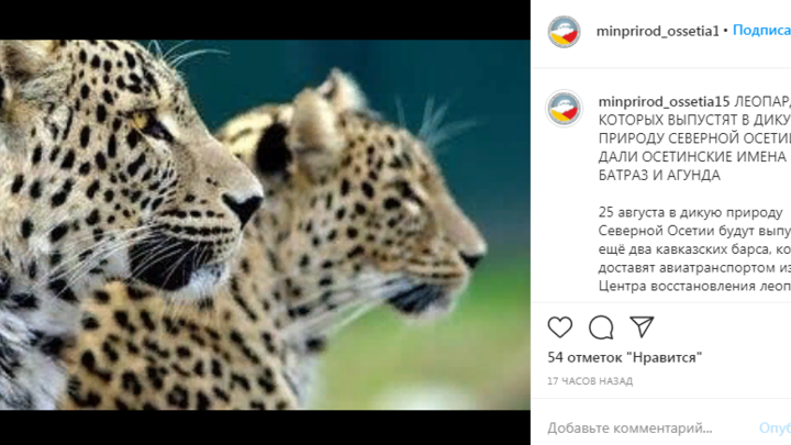 Два кавказских барса, выращенных в Сочи, выпустят в дикую природу Северной Осетии