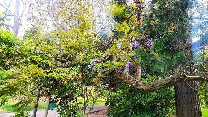 В Сочи расцвела одна из старейших глициний в истории