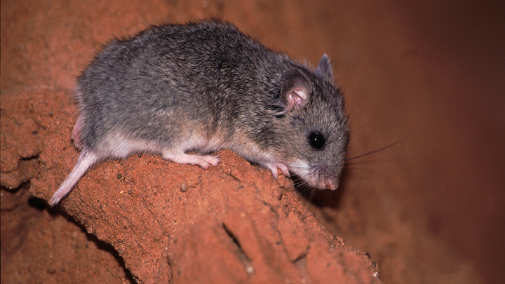 Опасные полосатые мыши поселились на дачах и окраинах Новосибирска