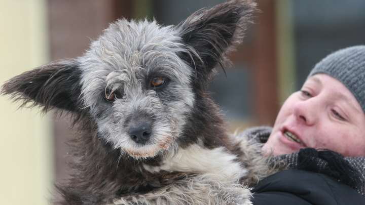 В Москве обсудят концепции лучших площадок для выгула собак