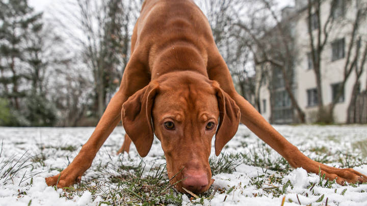 Из бабьего лета в первый снег: Росгидрометцентр подготовил москвичей к новогоднему настроению
