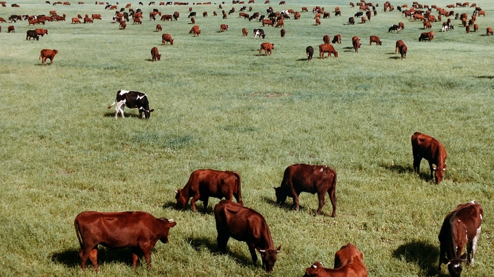Веганы раскритиковали заказную статью в защиту мясной промышленности