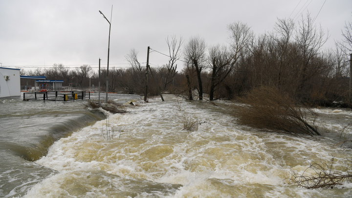Собака в затопленном доме дождалась помощи: Спасатель не сдержал слёз