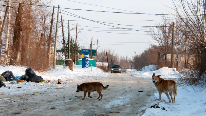 Стая собак жестоко искусала девятилетнюю девочку