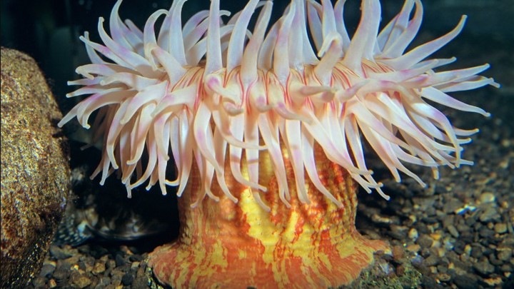 Беспозвоночное стало Зеленским. Имя политика дали вымершему организму