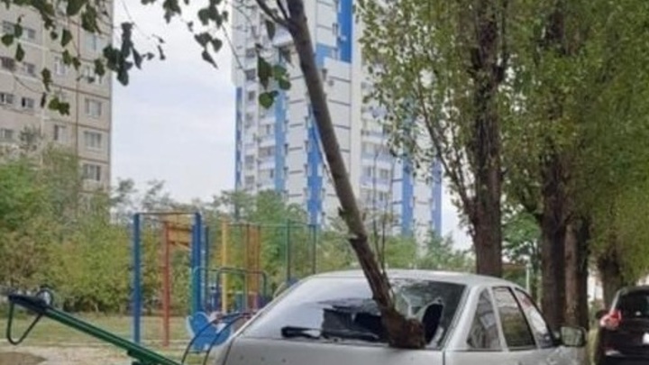 В Волгодонске упавшая ветка разбила стекло легкового автомобиля