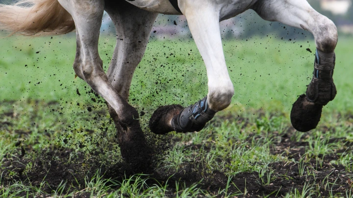 Русская армия возвращает кавалерию в зону СВО