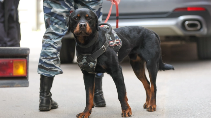 Поздравления в День кинолога: стихи и проза