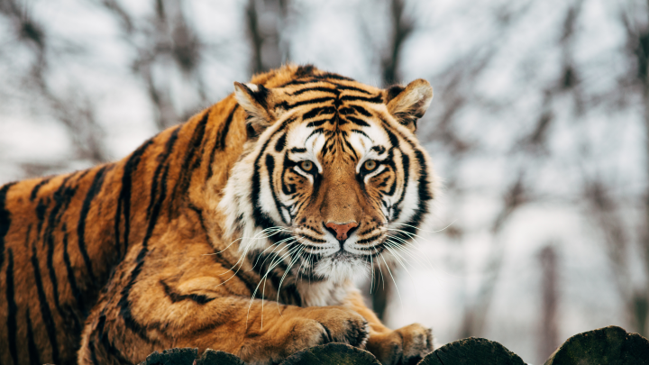 Крупный хищник напал на жителя Индии: тело нашли в кустах