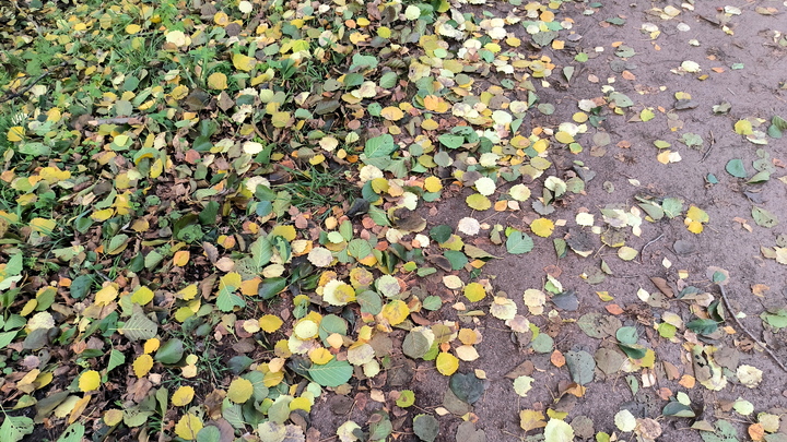 Чего ждать от погоды. Главный синоптик Петербурга предупредил жителей