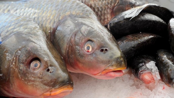 Вот это улов! В Ростовской области сотрудник фирмы стащил со склада рыбу на 17 млн рублей