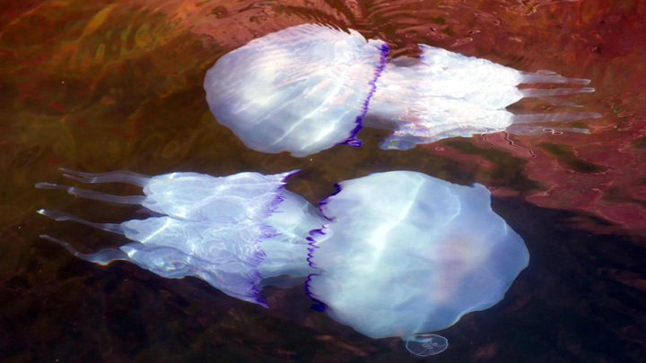 Плотные и ярко-оранжевые. Странные донные отложения на Камчатке сбили с толку экологов