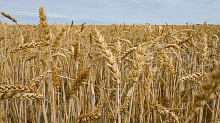 Украина целенаправленно поджигает поля с пшеницей — Рогов