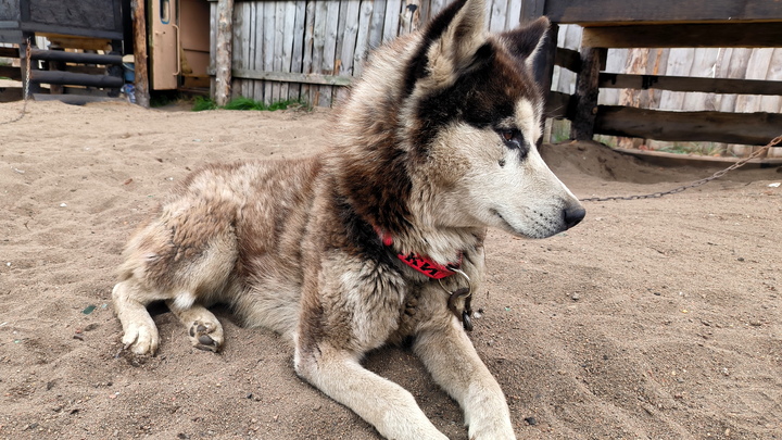 Корейцам запретили есть собак: В стране начался бунт