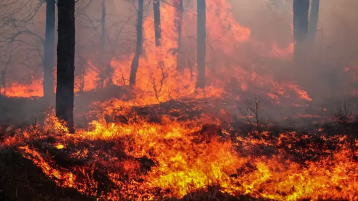 Пожар на Кушелевской дороге. Рядом заправка: что известно к этой минуте