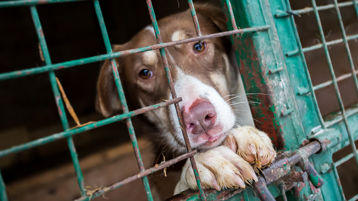 В пригороде Краснодара расстреляли двух бродячих собак