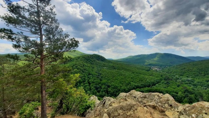 В Сочи спасатели ищут пожилого грибника, который пропадает в лесу уже второй раз за год