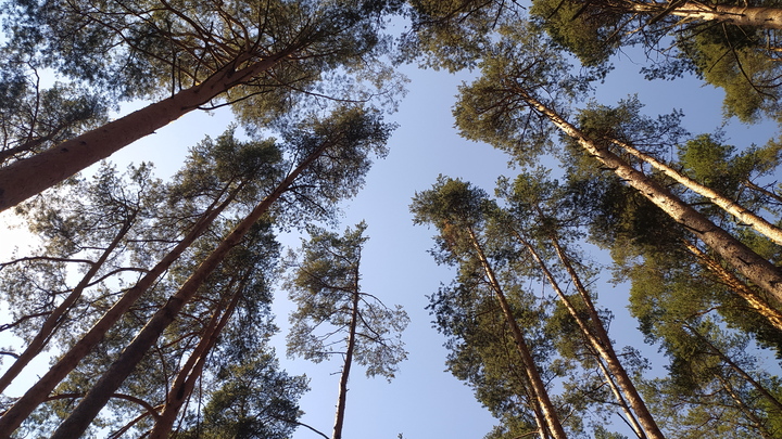 На Запорожье в 2023 году высадят до миллиона деревьев