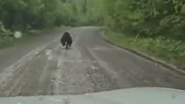 Двое автомобилистов гоняли медведя по тайге в Кузбассе
