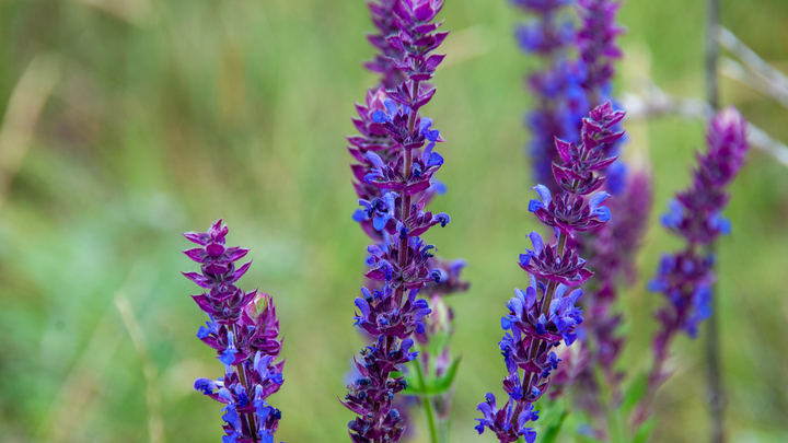 В парке Галицкого раньше срока зацвёл шалфей