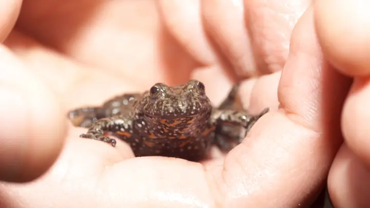 Порноактер на скамье подсудимых за смерть фотографа во время опасного ритуала с ядовитой жабой