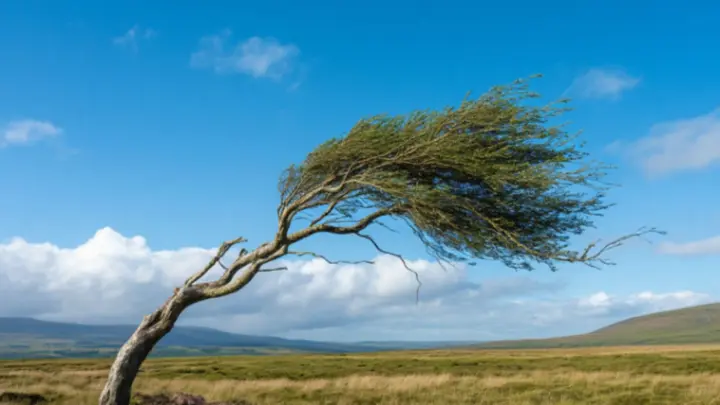 Желтый уровень опасности объявили в Москве из-за ураганного ветра