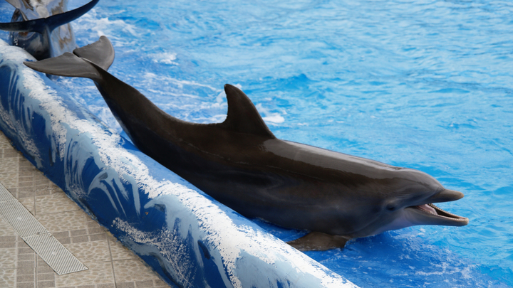 Власти Анапы попросили туристов быть осторожными при контакте с дельфинами