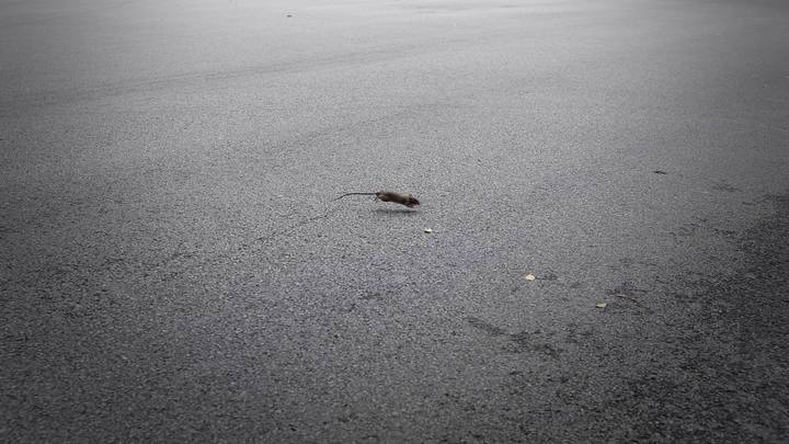 Американская полиция бьёт тревогу. Крысы съели всю марихуану