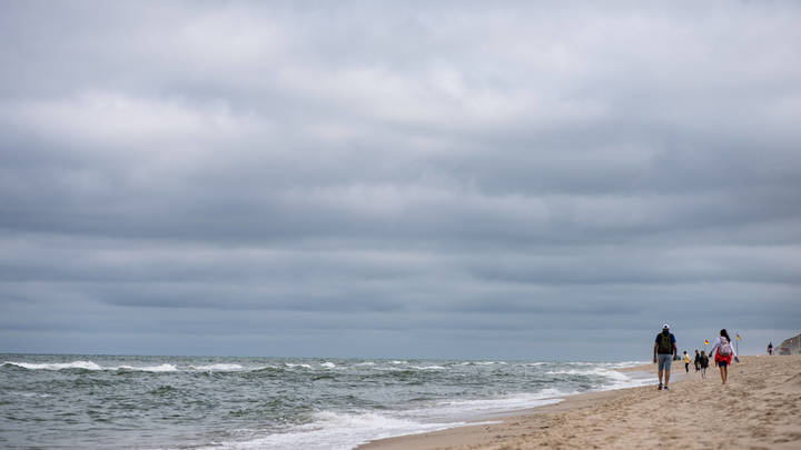 Четыре ласты, и отовсюду торчат кости: У моря обнаружен труп неизвестного пятиметрового гиганта