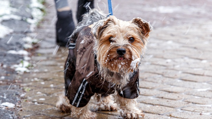 Сына вице-губернатора обвинили в убийстве двух йорков. Хозяйка нашла лишь шерсть