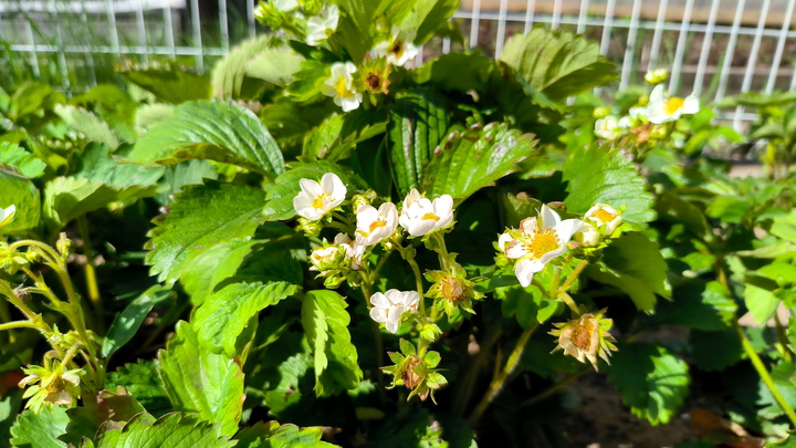 Лунный посевной календарь на 6 июля 2023: что сажать сегодня, советы садоводам и огородникам