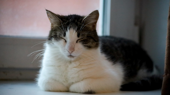 В Уфе двое мужчин засунули кота в автомат с игрушками