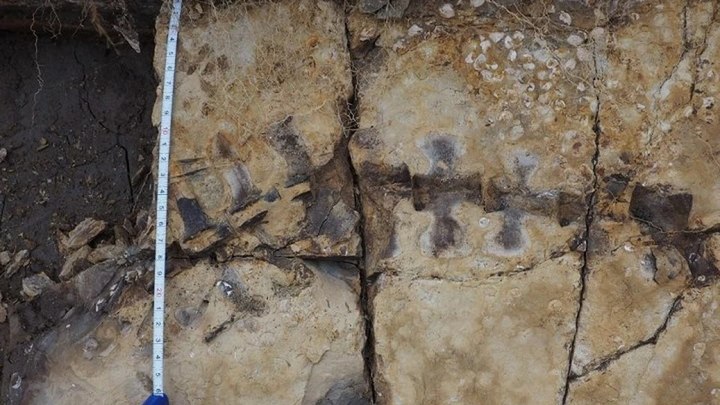 Сувенир возрастом 9 млн лет: На Кубани вандалы растащили скелет древнего кита