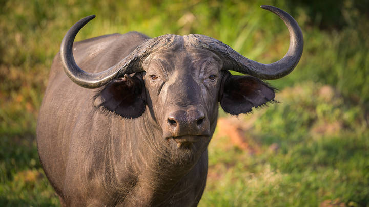 Канадские учёные выяснили, какой звук пугает диких животных сильнее всего