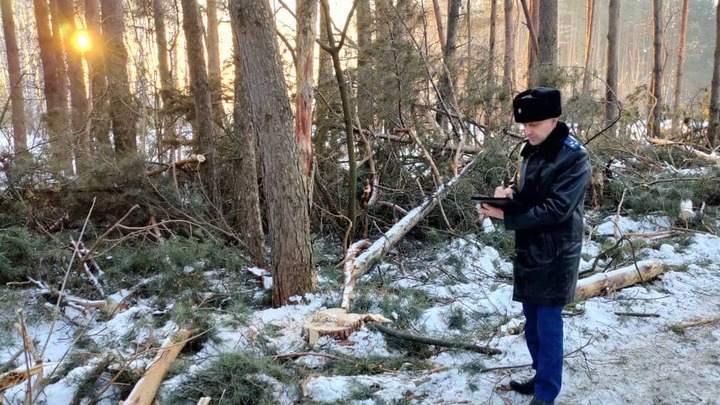 В Кузбассе лесопользователь задолжал государству более миллиона рублей
