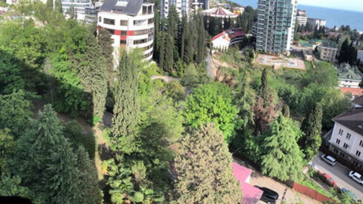 В Сочи застройщик добился вырубки реликтового леса