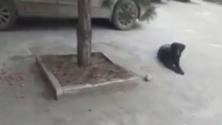 В Краснодаре неизвестные травят бездомных собак сосисками, начинёнными таблетками