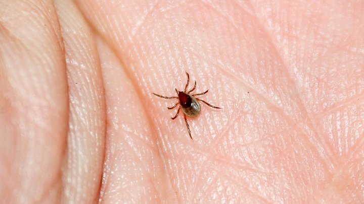 С начала весны в Забайкалье клещи покусали 55 детей
