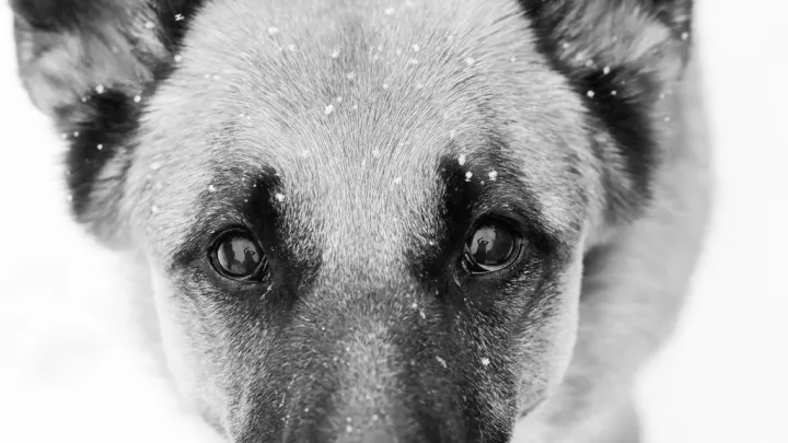 Входную дверь унесло в подъезд: в Новосибирске заскучавшая дома собака подорвала квартиру