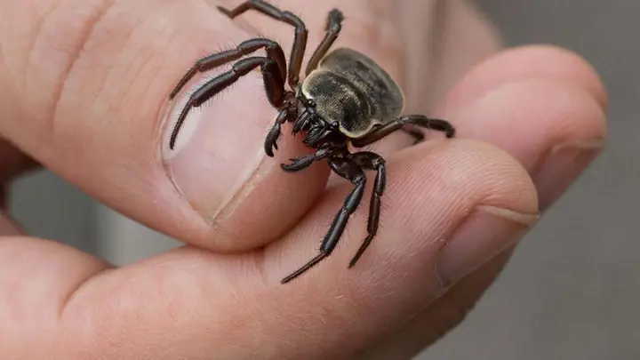 Бегут за жертвой и кусают: эксперт предупредил о нашествии гигантских клещей