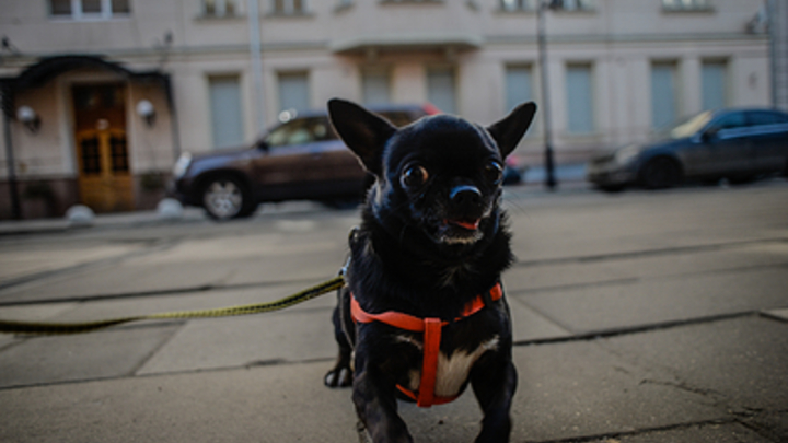 Женщину, которая ударила бутылкой по голове чихуахуа, разыскивает полиция