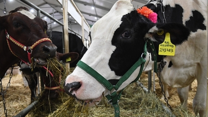 В департаменте ветеринарии Кубани опровергли информацию о массовом забое коров из-за бруцеллеза