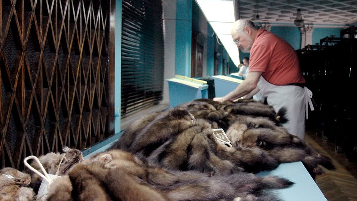 Шубы уйдут в прошлое из-за COVID-19? В Дании объяснили уничтожение пушных зверьков
